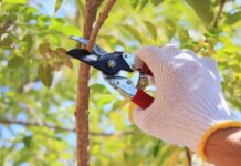 Why Pruning Your Trees Is Important Pruning Your Trees