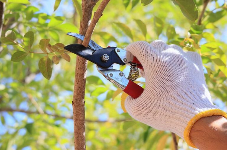 Why Pruning Your Trees Is Important