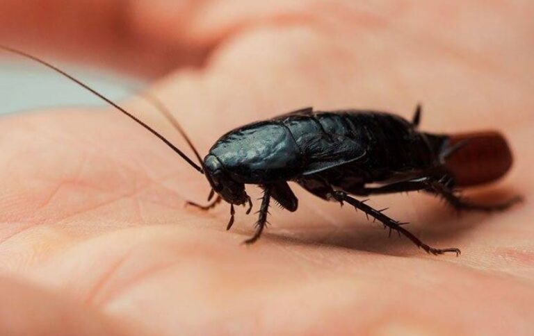 Everything You Need To Know About Oriental Roaches