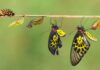 Understanding the Life Cycle of Pests - How to Disrupt Their Breeding