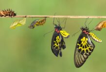 Understanding the Life Cycle of Pests: How to Disrupt Their Breeding Understanding the Life Cycle of Pests - How to Disrupt Their Breeding