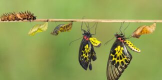 Understanding the Life Cycle of Pests - How to Disrupt Their Breeding