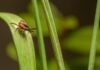 A Guide to Creating a Tick-Safe Zone in Your Backyard