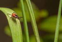 A Guide to Creating a Tick-Safe Zone in Your Backyard