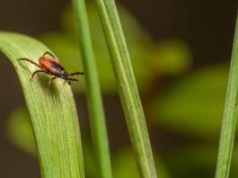 A Guide to Creating a Tick-Safe Zone in Your Backyard