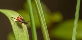 A Guide to Creating a Tick-Safe Zone in Your Backyard
