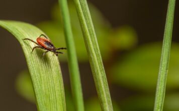 A Guide to Creating a Tick-Safe Zone in Your Backyard